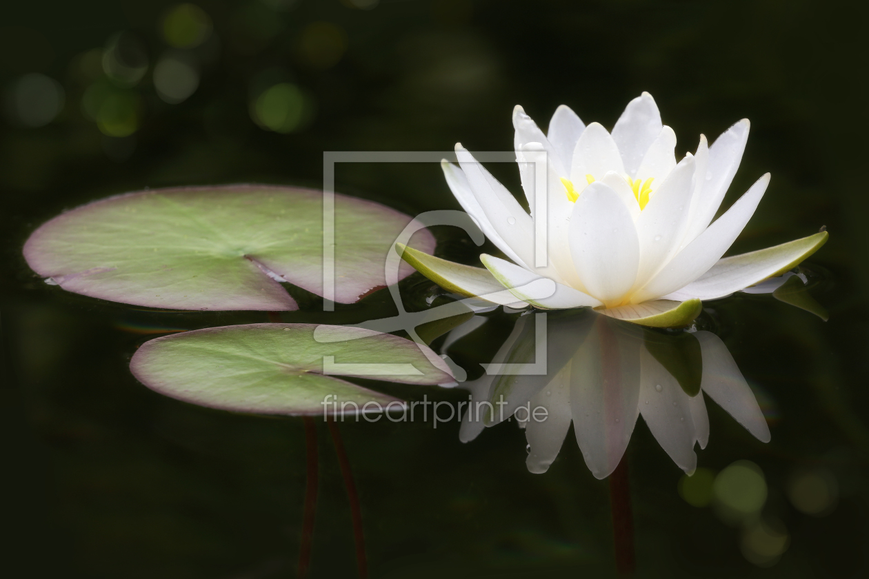 Bild-Nr.: 11557692 Waterlily erstellt von Thomas Herzog