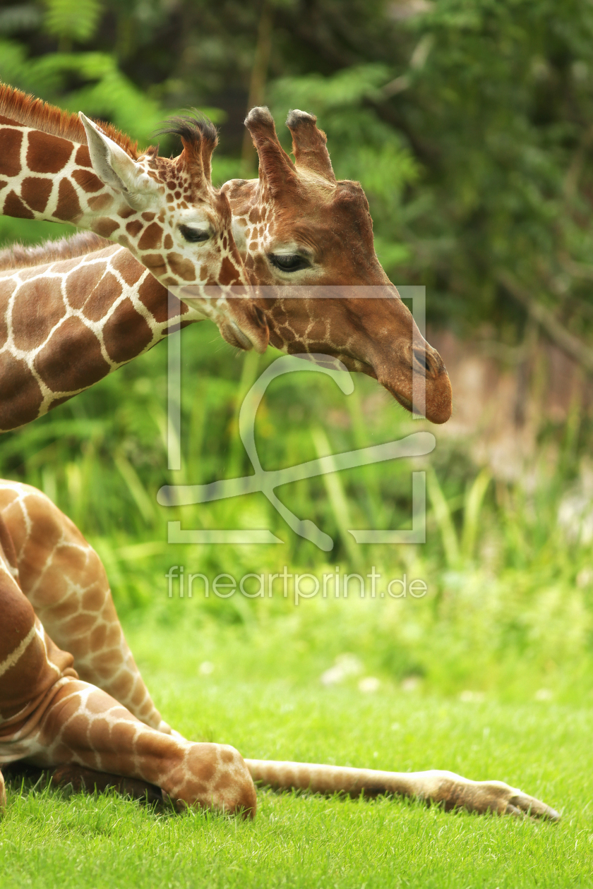 Bild-Nr.: 11558066 Giraffenliebe erstellt von Thomas Herzog