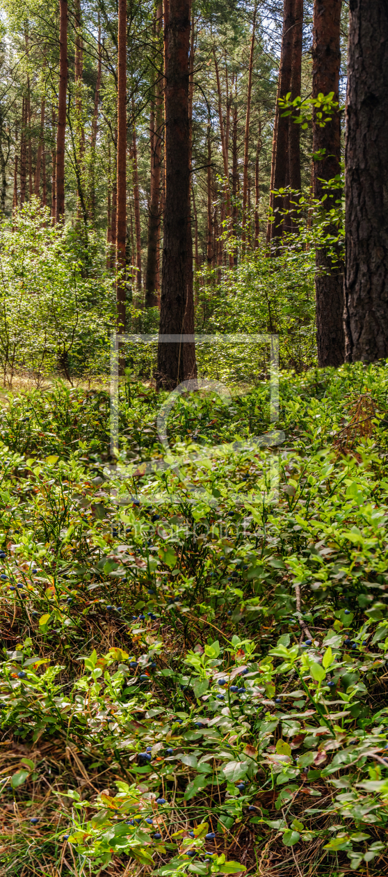 Bild-Nr.: 11558406 Heidelbeerwald erstellt von georgfotoart