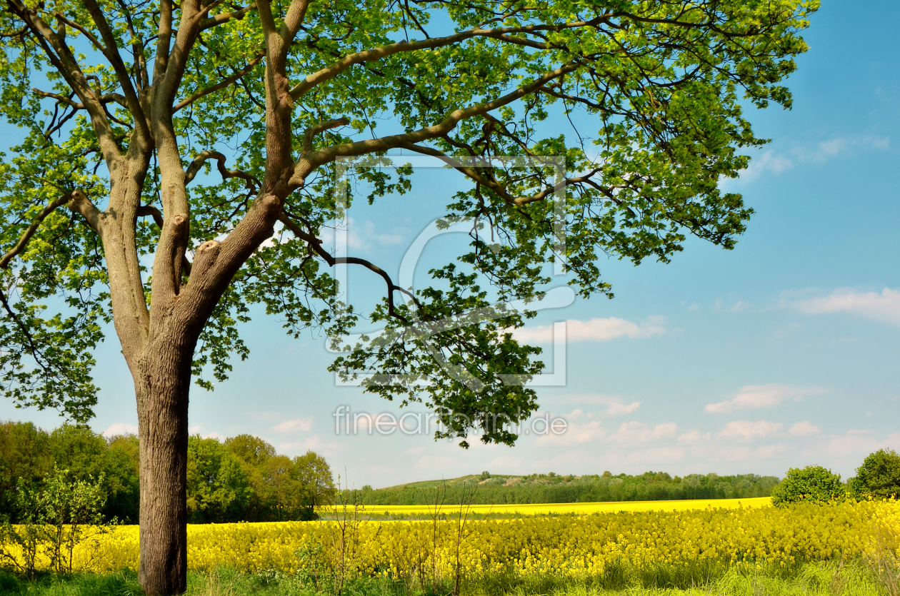 Bild-Nr.: 11558784 Frühling erstellt von Atteloi