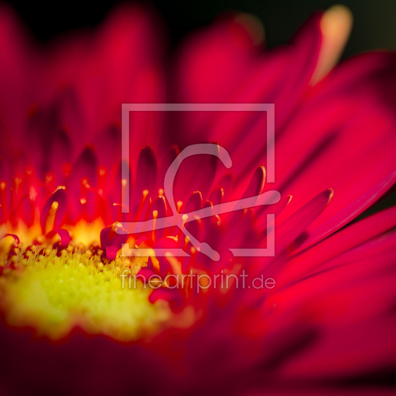 Bild-Nr.: 11559352 Gerbera erstellt von Richard-Young