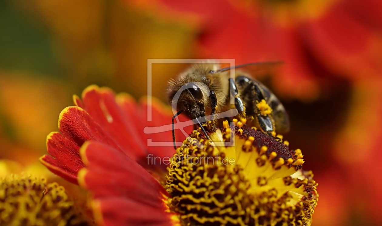 Bild-Nr.: 11559712 Bee, happy erstellt von youhaveadream