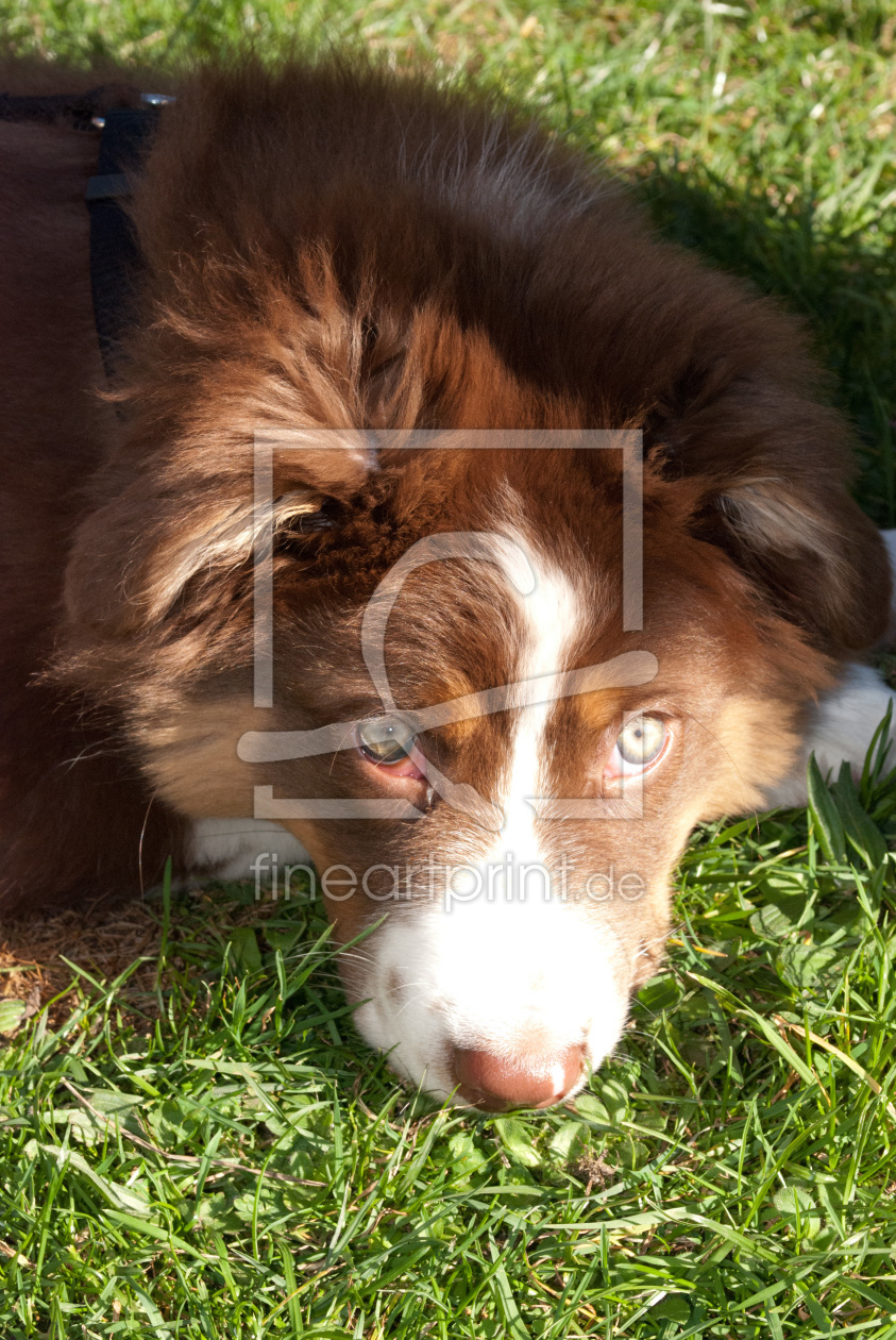 Bild-Nr.: 11559872 Australian Shepherd erstellt von NatalieJahnel