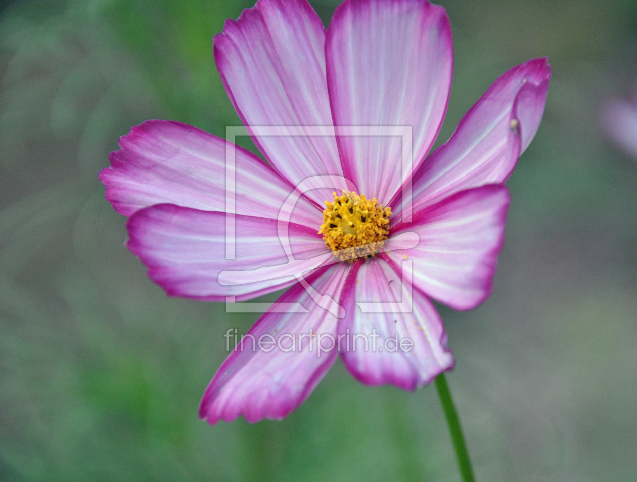 Bild-Nr.: 11560192 Cosmea erstellt von Ikigai