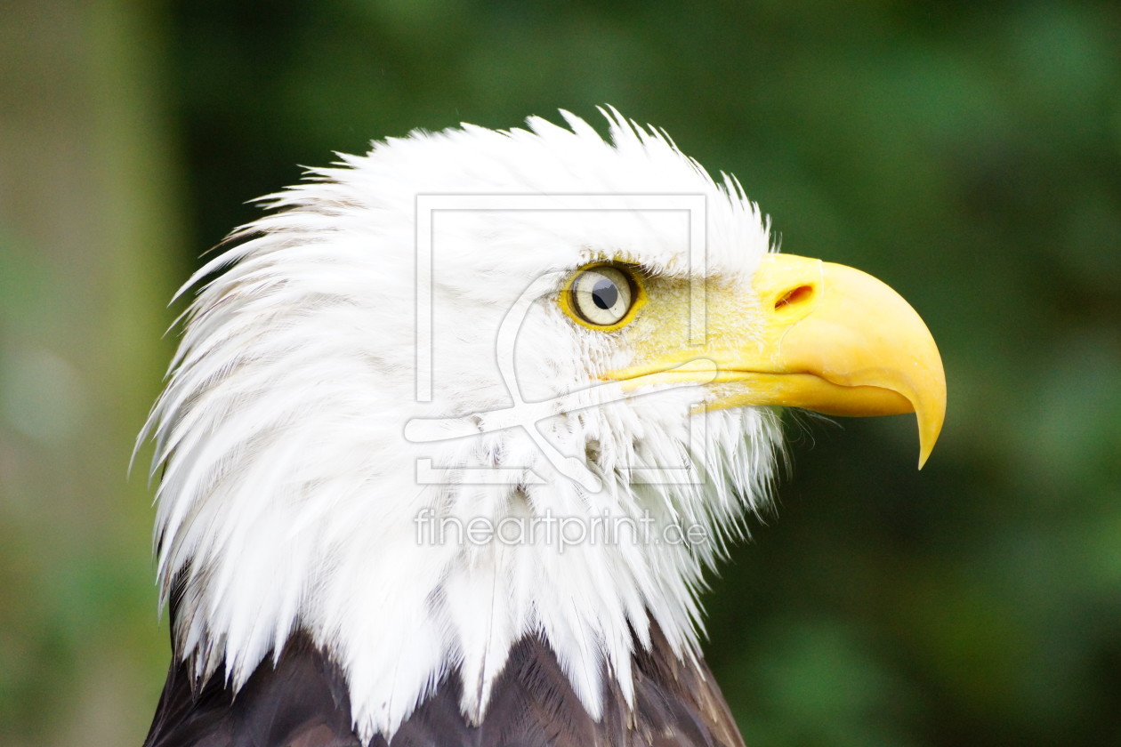 Bild-Nr.: 11561090 Weisskopfseeadler erstellt von Dirk-W