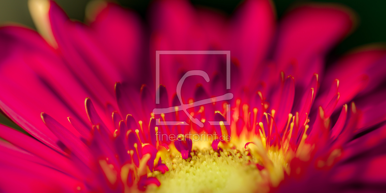 Bild-Nr.: 11561150 Gerbera erstellt von Richard-Young