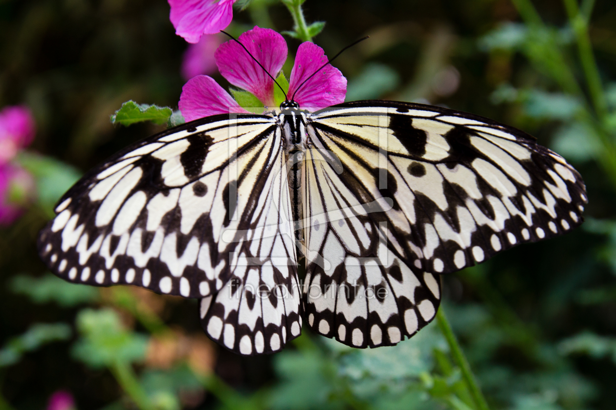 Bild-Nr.: 11561152 Schmetterling  erstellt von P-art-B