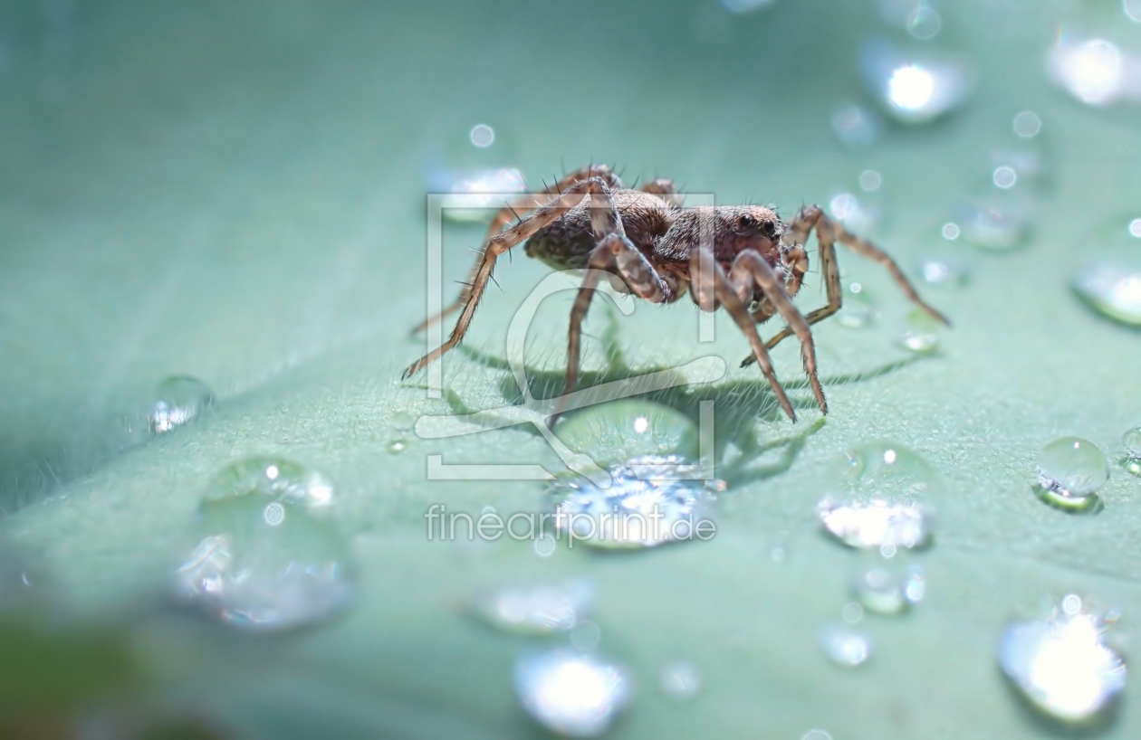 Bild-Nr.: 11561498 Frühe Spinne erstellt von youhaveadream