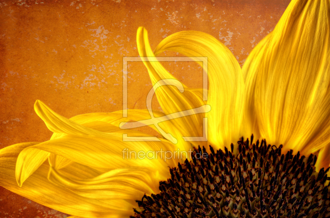 Bild-Nr.: 11561704 sunflower gone wild erstellt von Rolf Eschbach