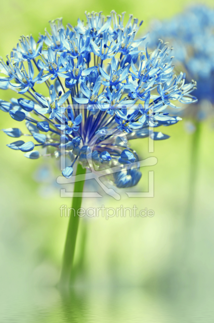 Bild-Nr.: 11562312 Allium erstellt von Atteloi