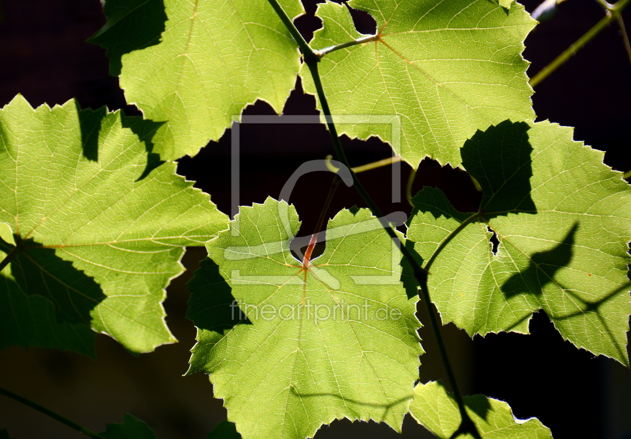 Bild-Nr.: 11562412 Weinlaub erstellt von GUGIGEI