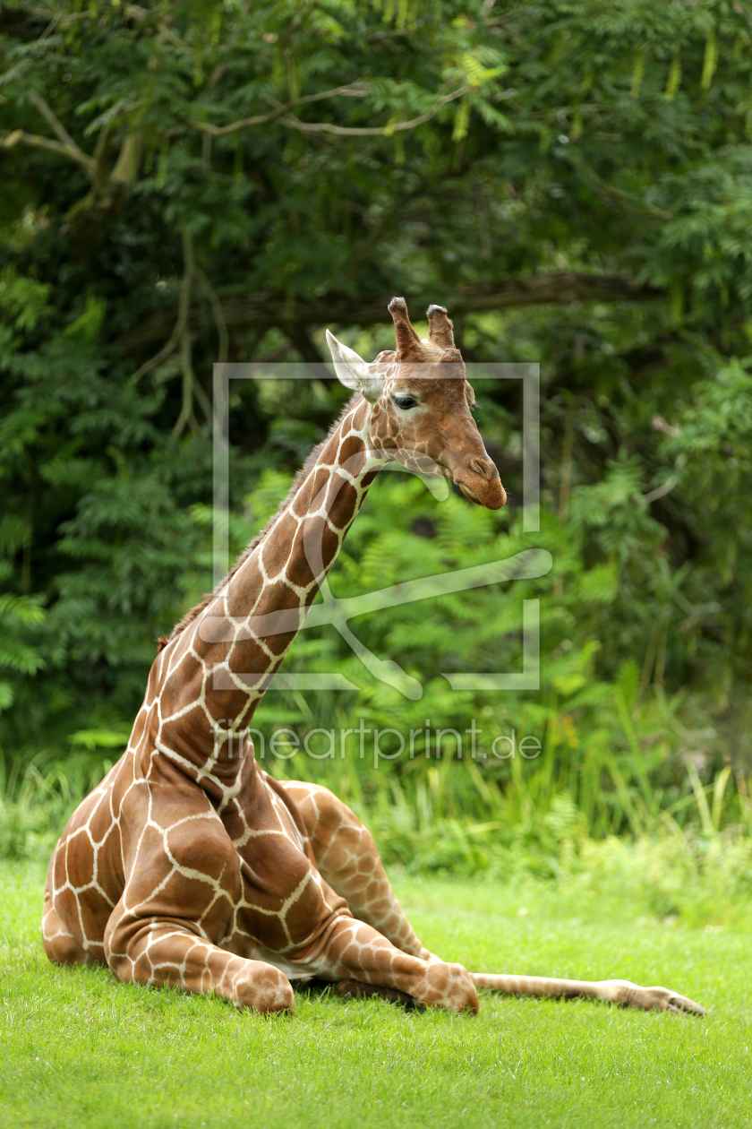 Bild-Nr.: 11562803 Giraffe erstellt von Thomas Herzog