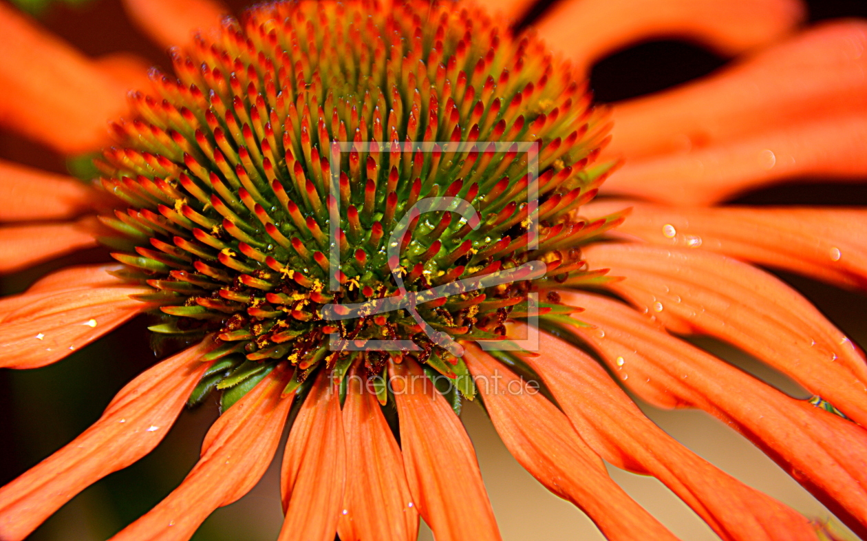 Bild-Nr.: 11563776 Echinacea erstellt von GUGIGEI