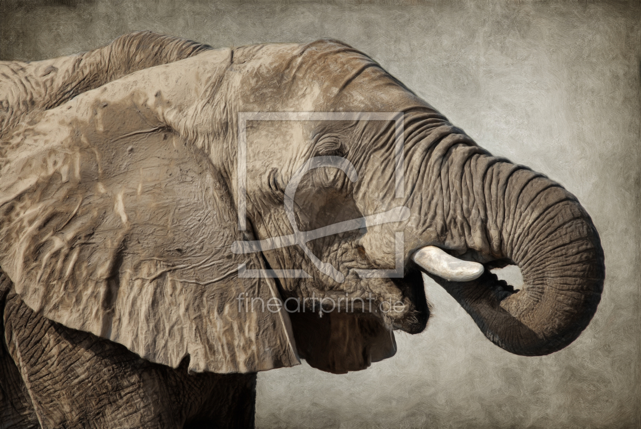 Bild-Nr.: 11563868 Afrikanischer Elefant erstellt von Angela  Dölling