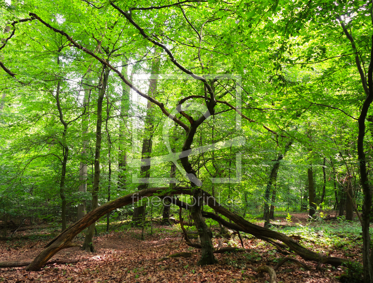 Bild-Nr.: 11564240 Zauberwald erstellt von LiaF