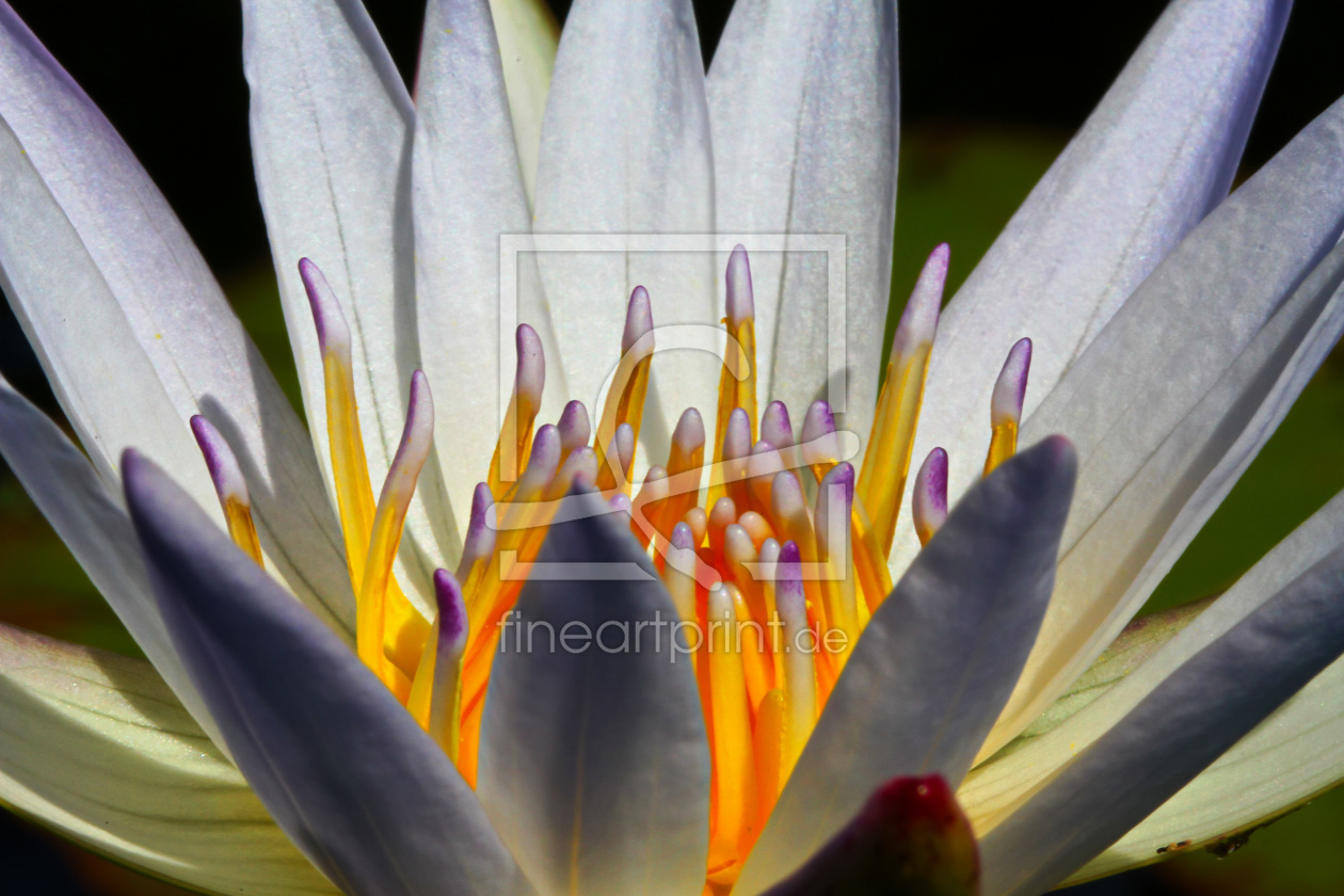 Bild-Nr.: 11564290 Indische Lotusblume erstellt von falconer59