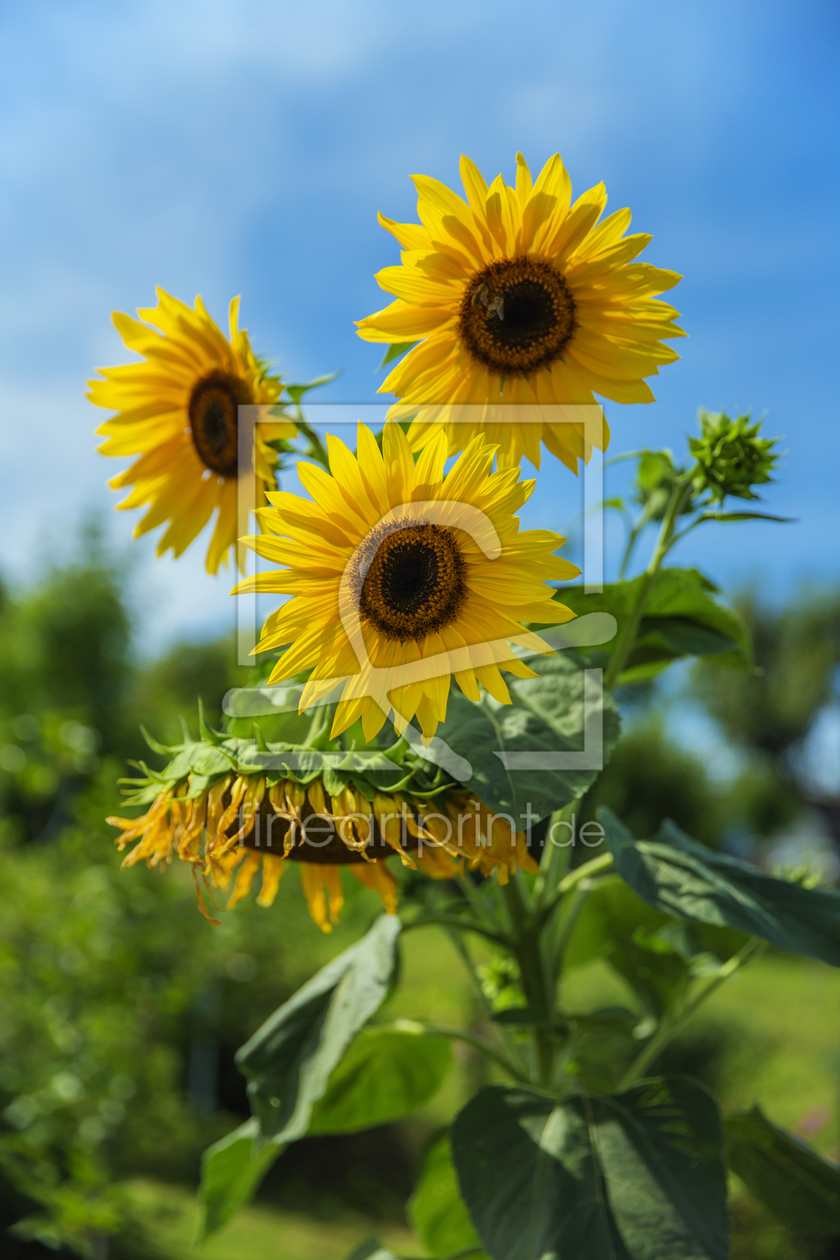 Bild-Nr.: 11564726 Sommerblüten erstellt von pldm