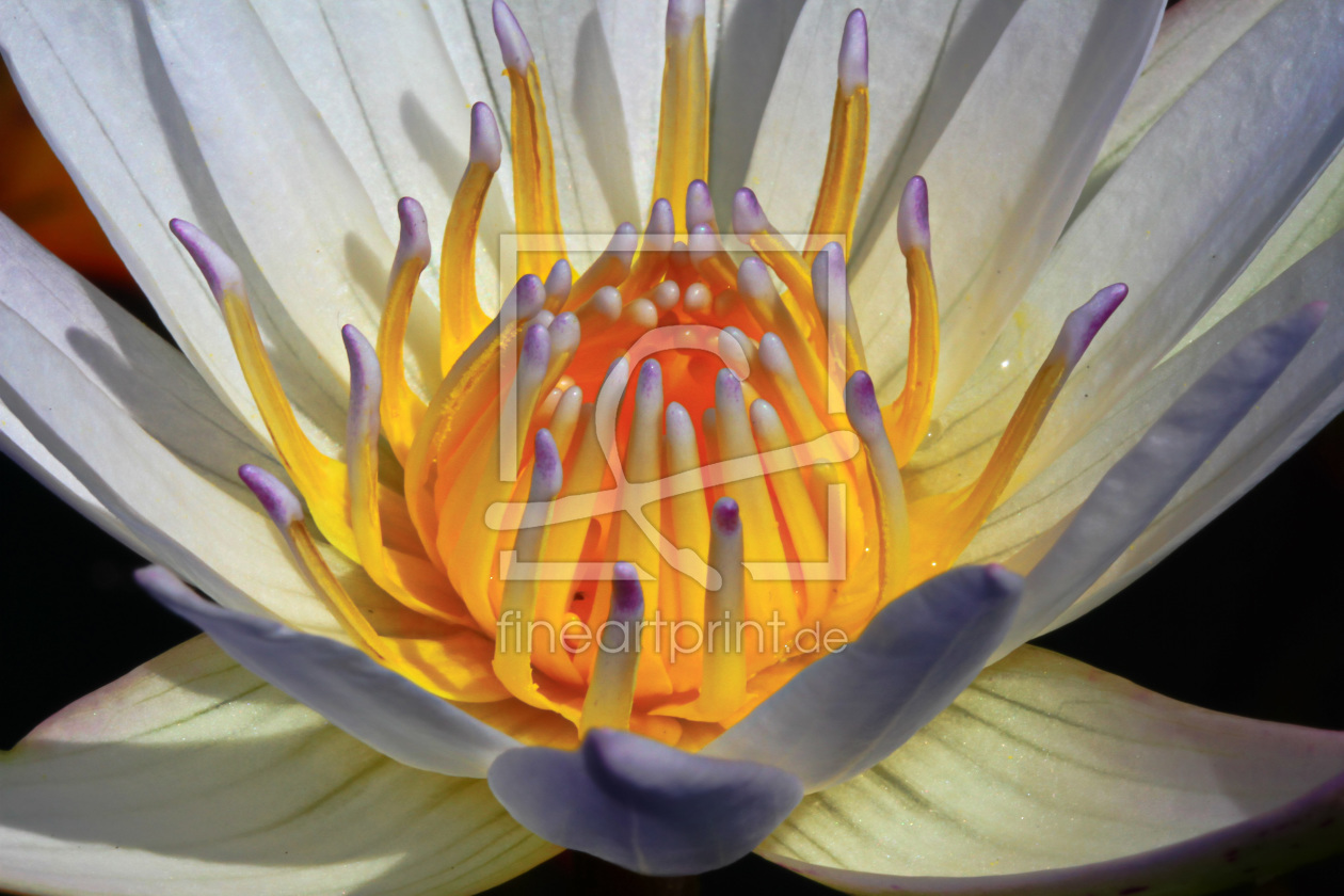 Bild-Nr.: 11564732 Indische Lotusblume 3 erstellt von falconer59