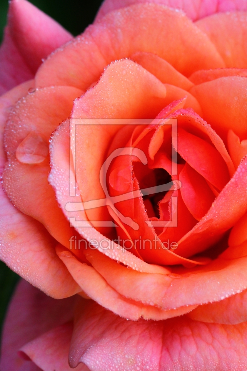 Bild-Nr.: 11564736 Rosenblüte mit Tau erstellt von falconer59