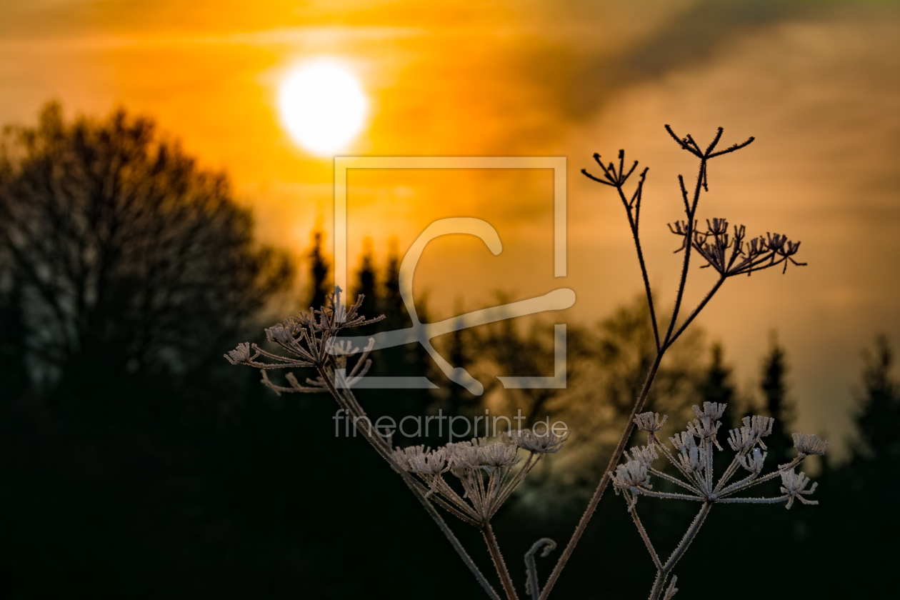Bild-Nr.: 11565408 Wintersonne erstellt von Richard-Young