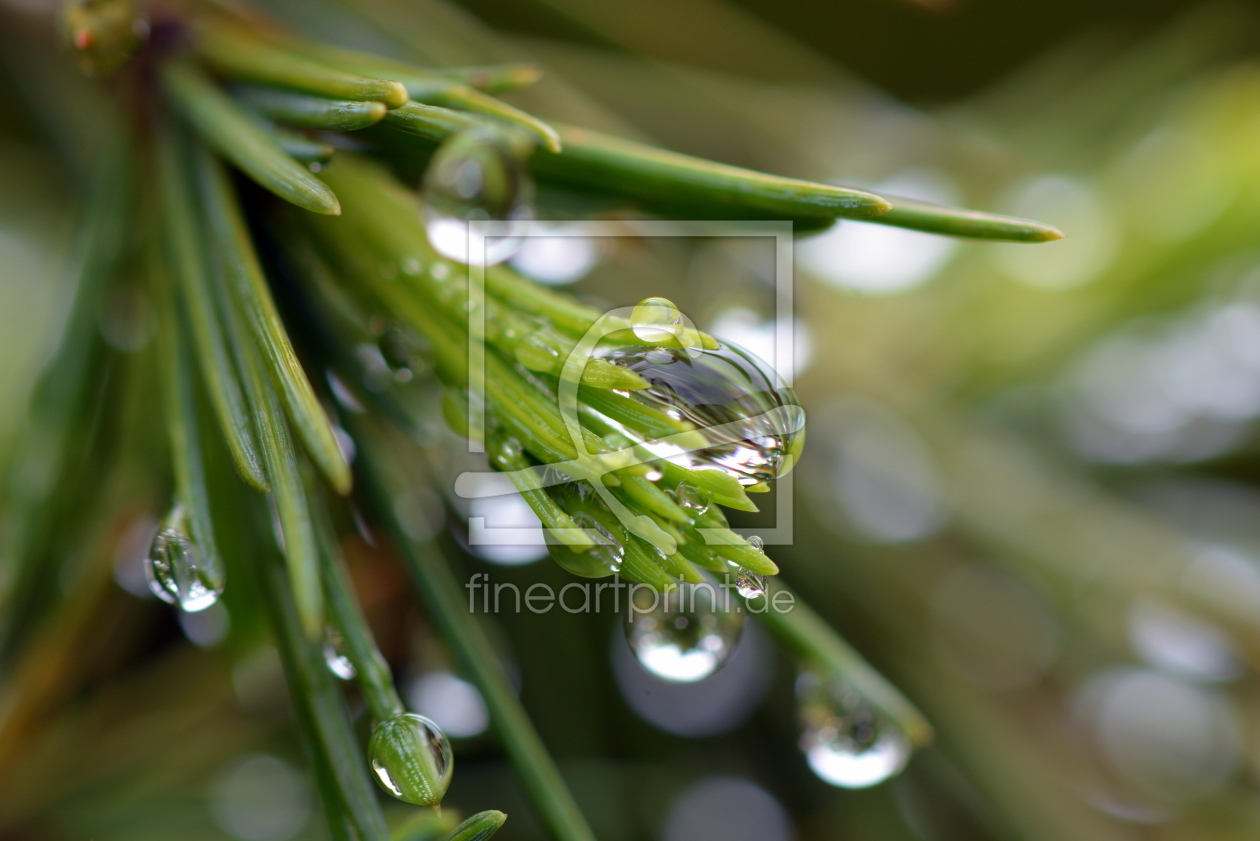 Bild-Nr.: 11565498 .. drops .. erstellt von GUGIGEI