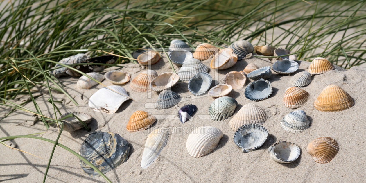 Bild-Nr.: 11565748 Muscheln erstellt von Reiner Würz