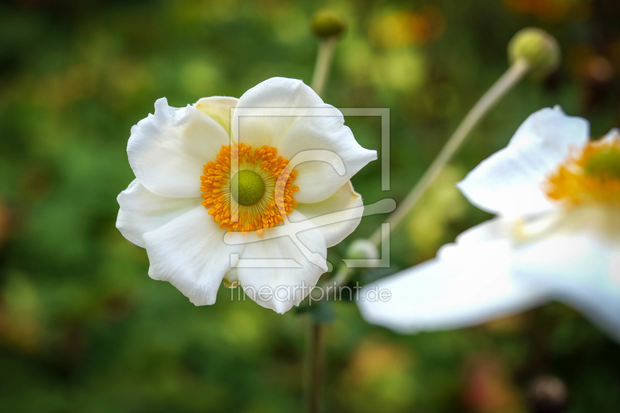 Bild-Nr.: 11566340 Natur-Weis Bild-Nr.: 11566340 Natur-Weis erstellt von infoBJ