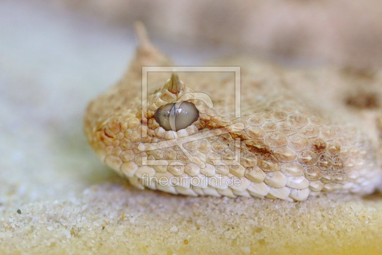 Bild-Nr.: 11566790 Hornviper erstellt von Stefan Mosert