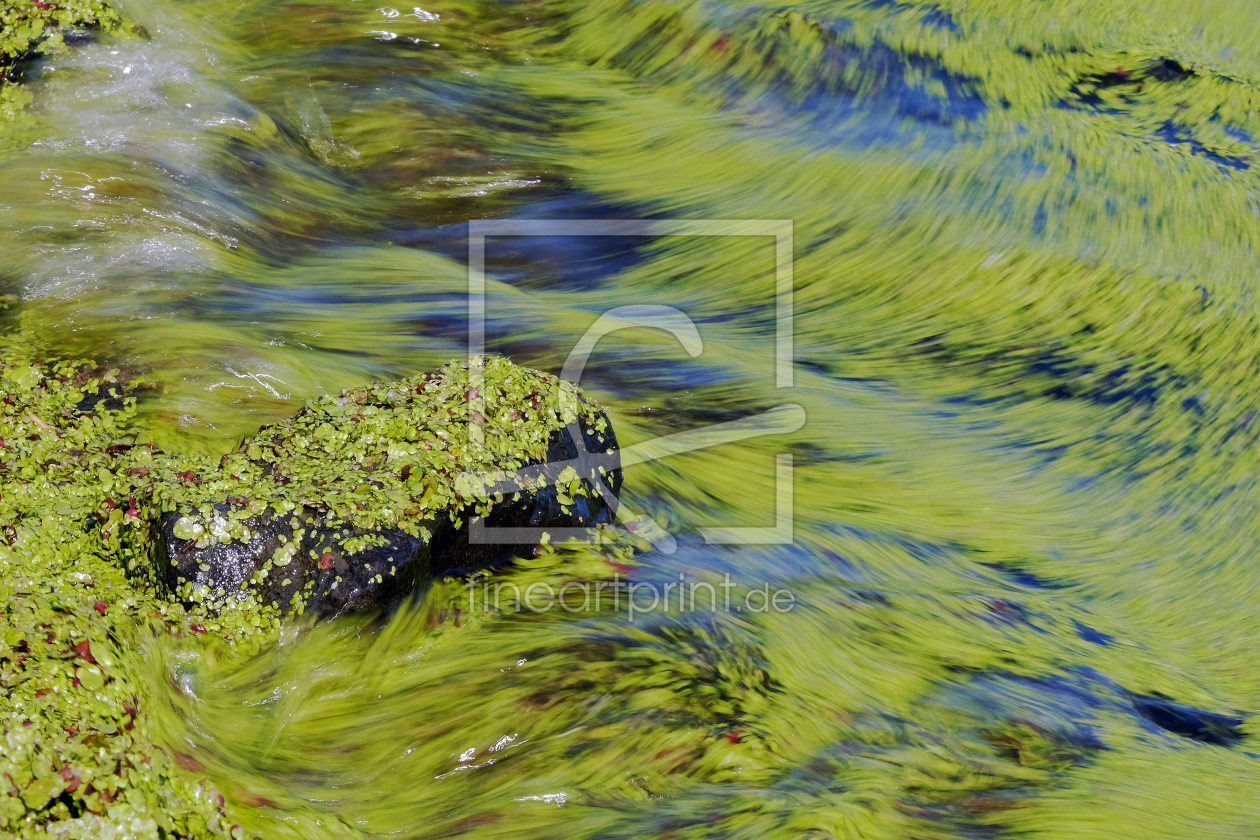 Bild-Nr.: 11566944 Wasserlinsen im Gewässer erstellt von Ostfriese