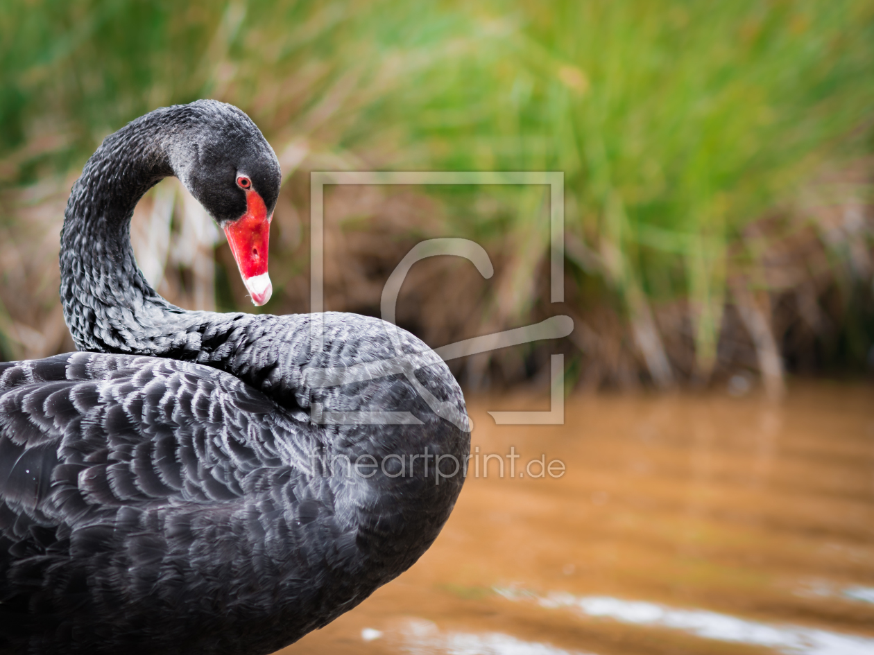 Bild-Nr.: 11566986 black swan erstellt von Richard-Young