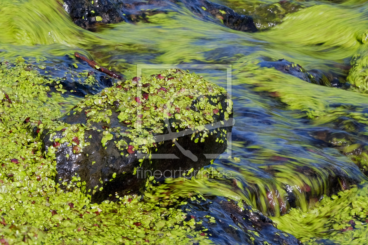 Bild-Nr.: 11567094 Wasserlinsen erstellt von Ostfriese