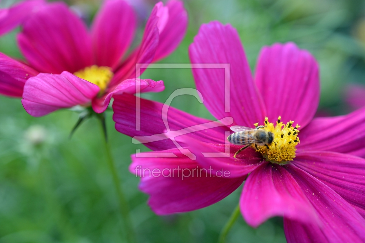 Bild-Nr.: 11567406 Bienenbesuch erstellt von Bettina Schnittert