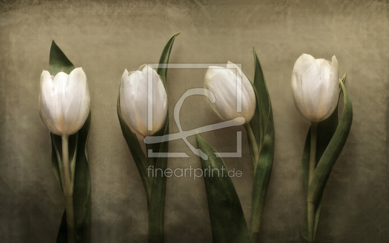 Bild-Nr.: 11567600 4  erstellt von Josephine Mayer-Hartmann