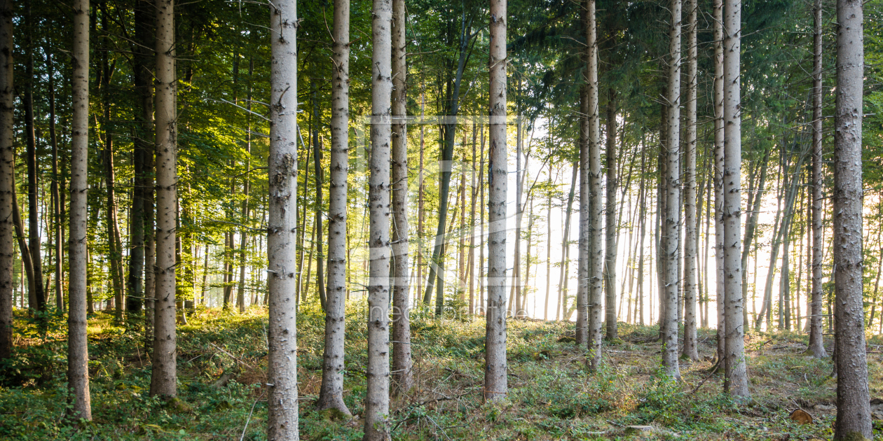 Bild-Nr.: 11568526 Der Wald |||| erstellt von hannes cmarits