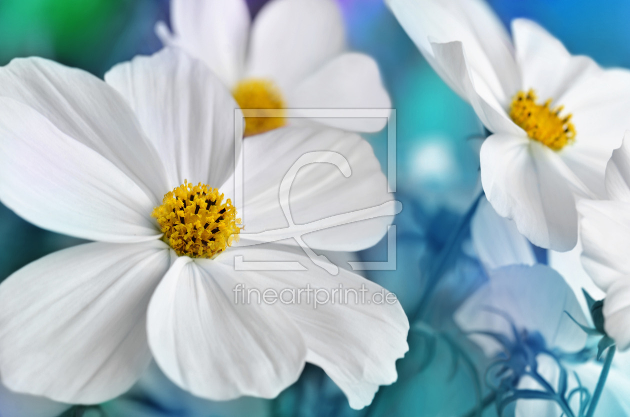 Bild-Nr.: 11568534 Cosmea erstellt von Atteloi