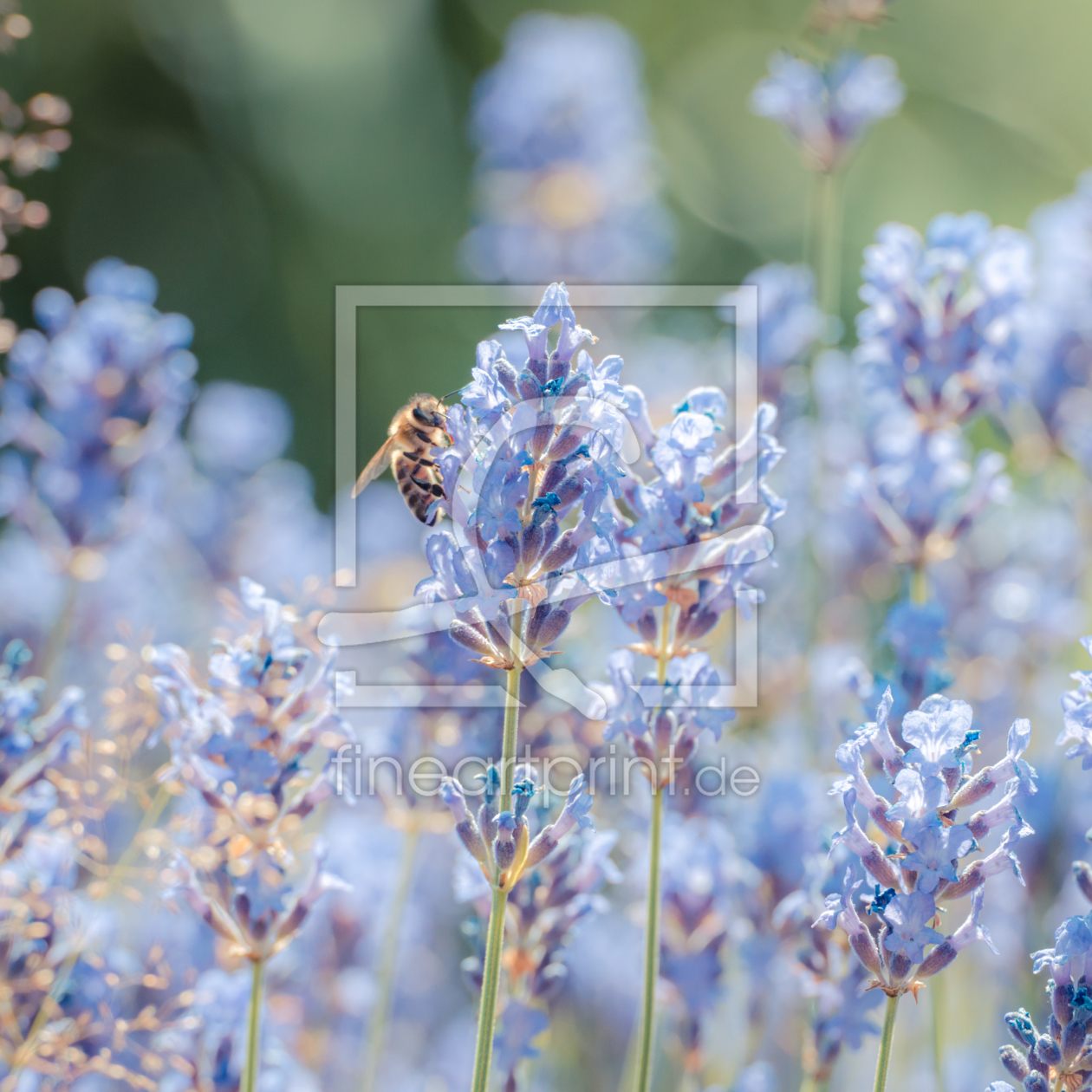 Bild-Nr.: 11568574 Lavendelblüten erstellt von hannes cmarits