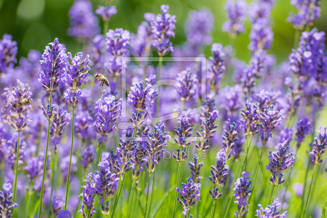 Bild-Nr.: 11568576 Lavendel im Sommer erstellt von hannes cmarits