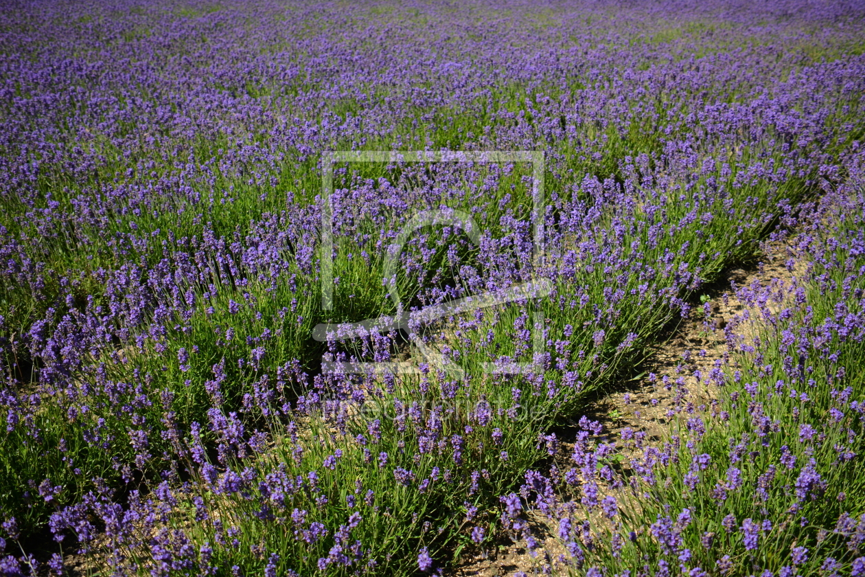 Bild-Nr.: 11568626 Der Duft der Provence erstellt von GUGIGEI
