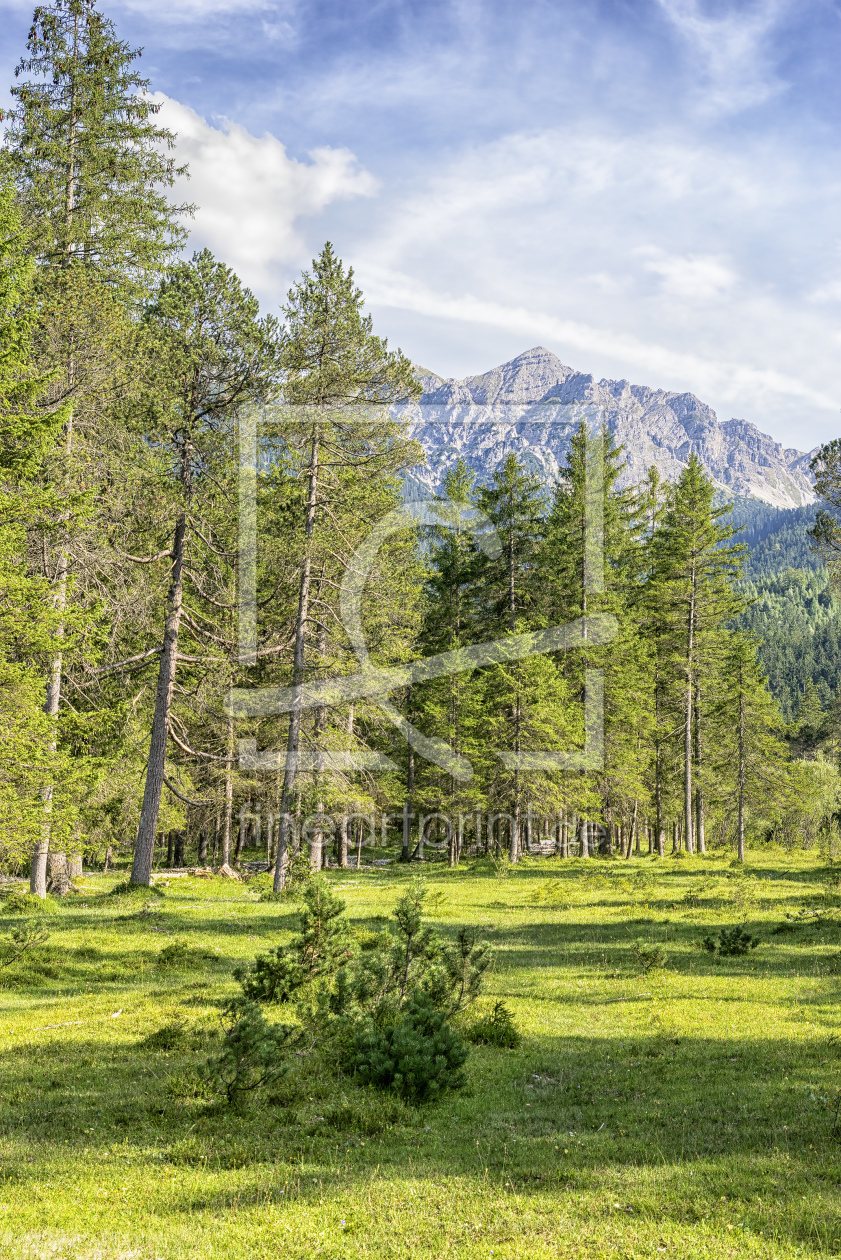 Bild-Nr.: 11568850 Bäume mit Wendelsteingebirge erstellt von Wolfgang Zwanzger