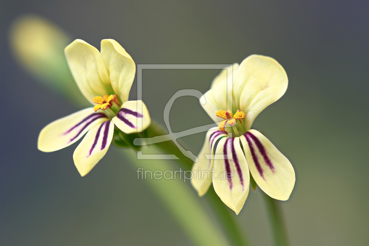 Bild-Nr.: 11569108 Pelargonienblüten erstellt von falconer59