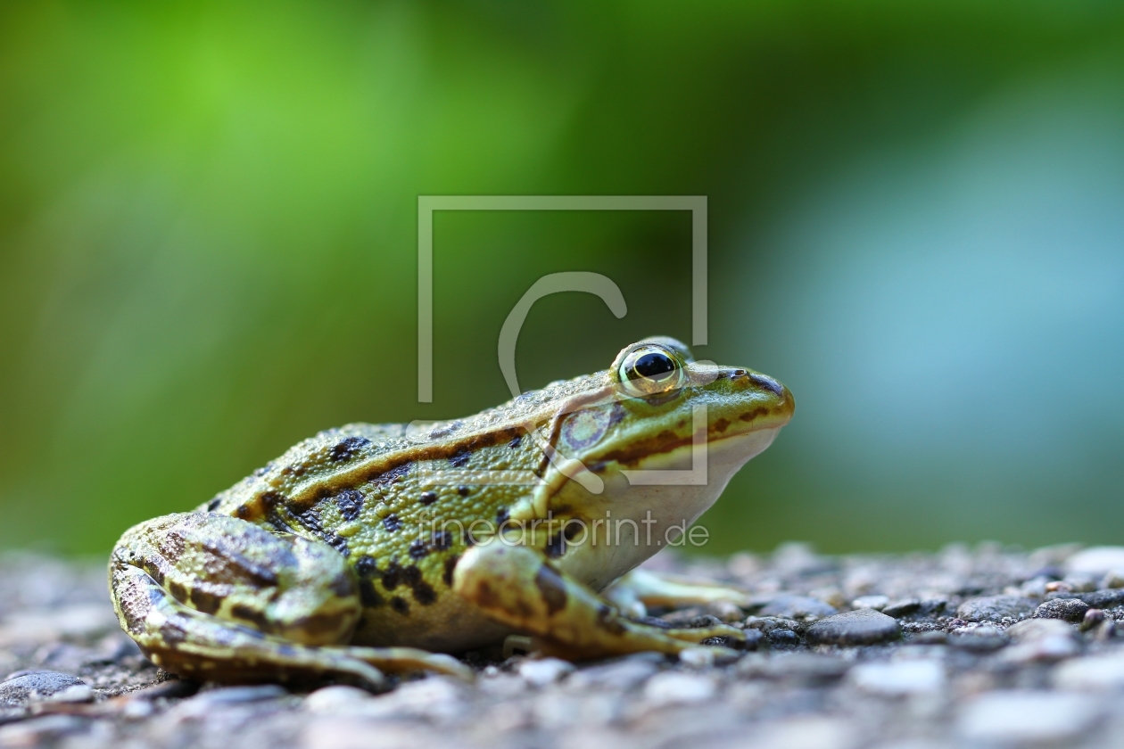 Bild-Nr.: 11569142 Frosch erstellt von falconer59