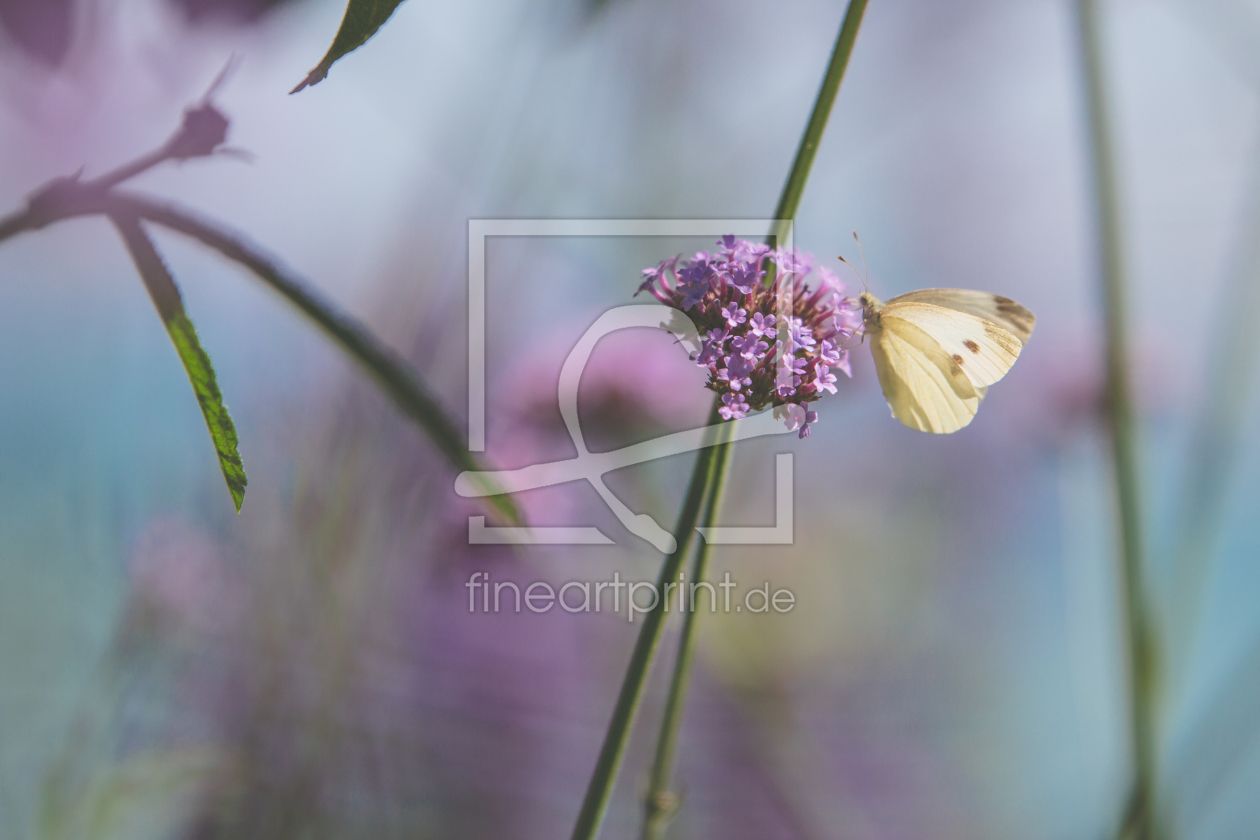 Bild-Nr.: 11569226 Schmetterling pastel erstellt von Christoph Caina