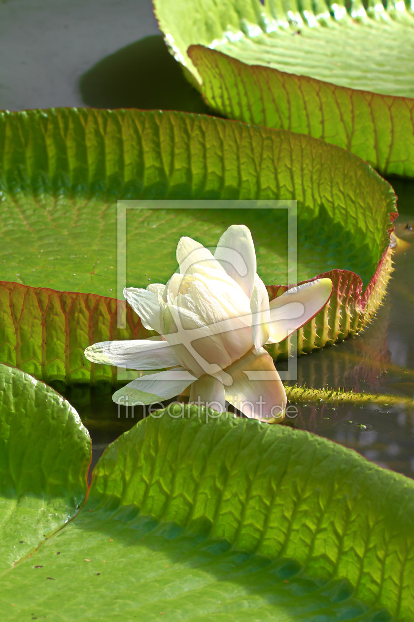 Bild-Nr.: 11569718 Seerose Victoria erstellt von falconer59