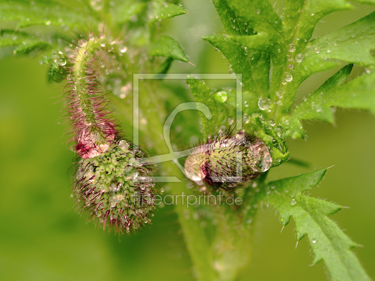 Bild-Nr.: 11570136 Der weinernde Mohn erstellt von Ostfriese