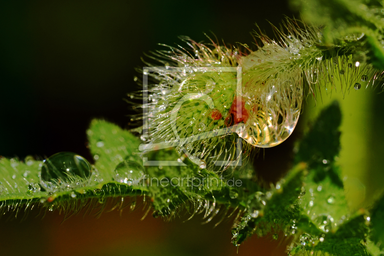 Bild-Nr.: 11570338 Die Perlenblume erstellt von Ostfriese