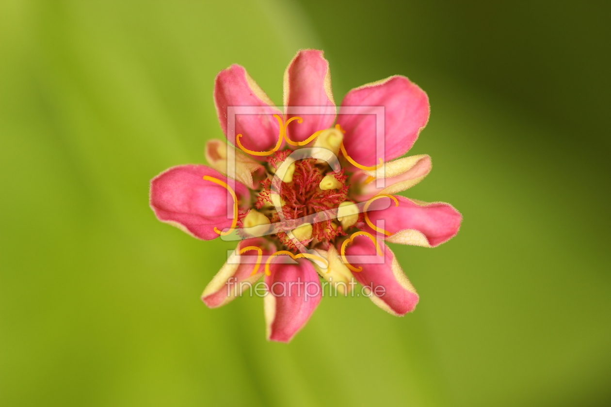 Bild-Nr.: 11570812 Blüte erstellt von MS