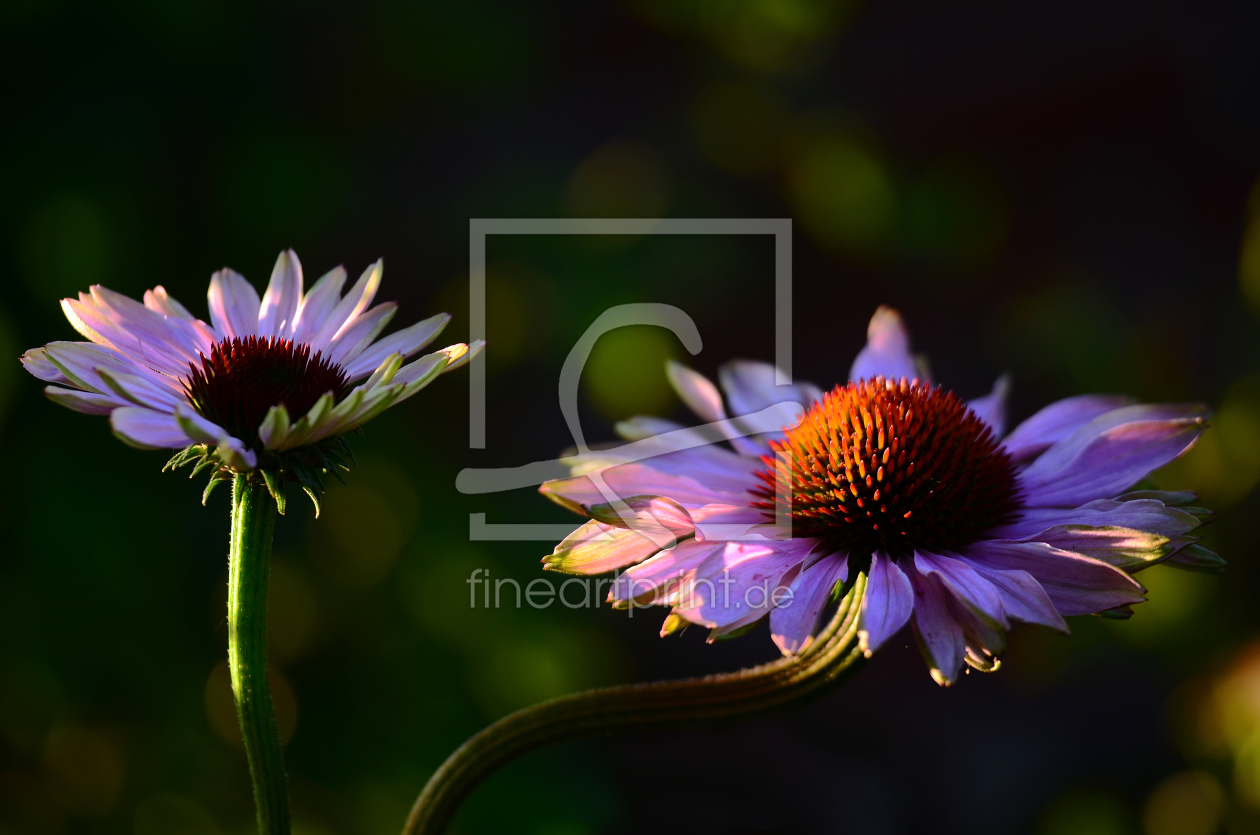 Bild-Nr.: 11571024 Echinacea Purpurea erstellt von Ostfriese