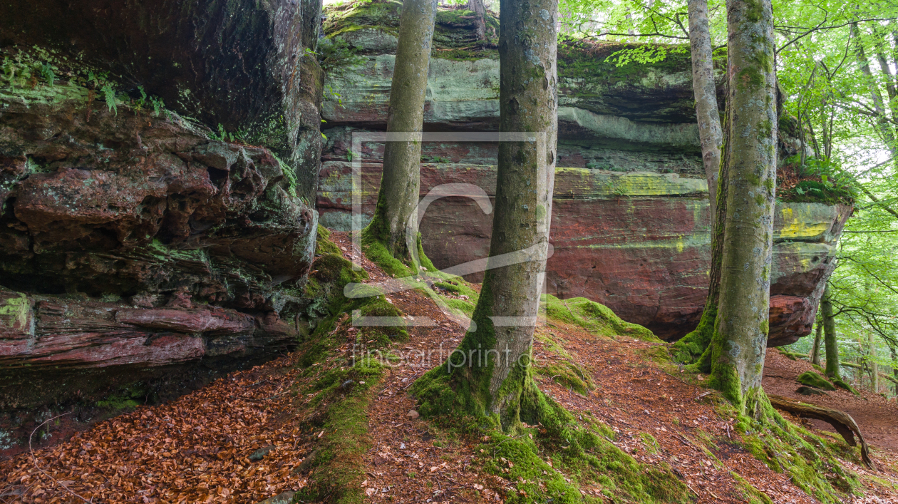 Bild-Nr.: 11571566 Im alten Wald erstellt von alphafotos
