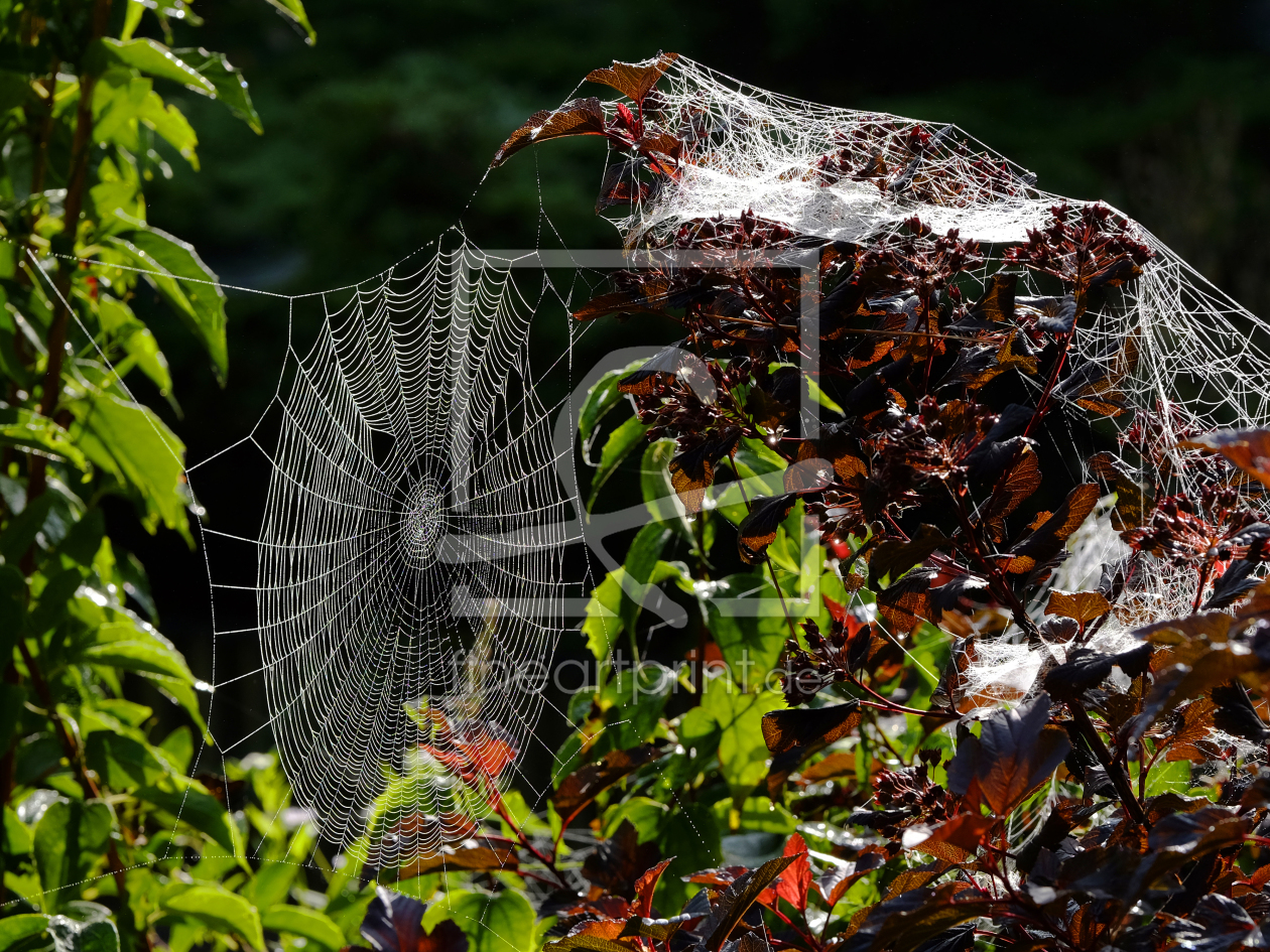 Bild-Nr.: 11572654 Vorboten des Herbstes erstellt von Ostfriese