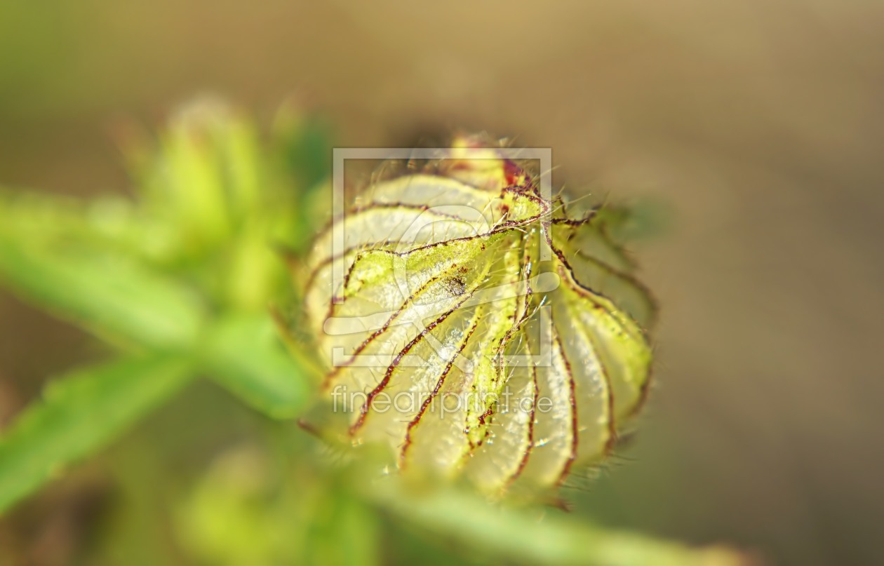 Bild-Nr.: 11572844 Kleine Knospe erstellt von MoNoir